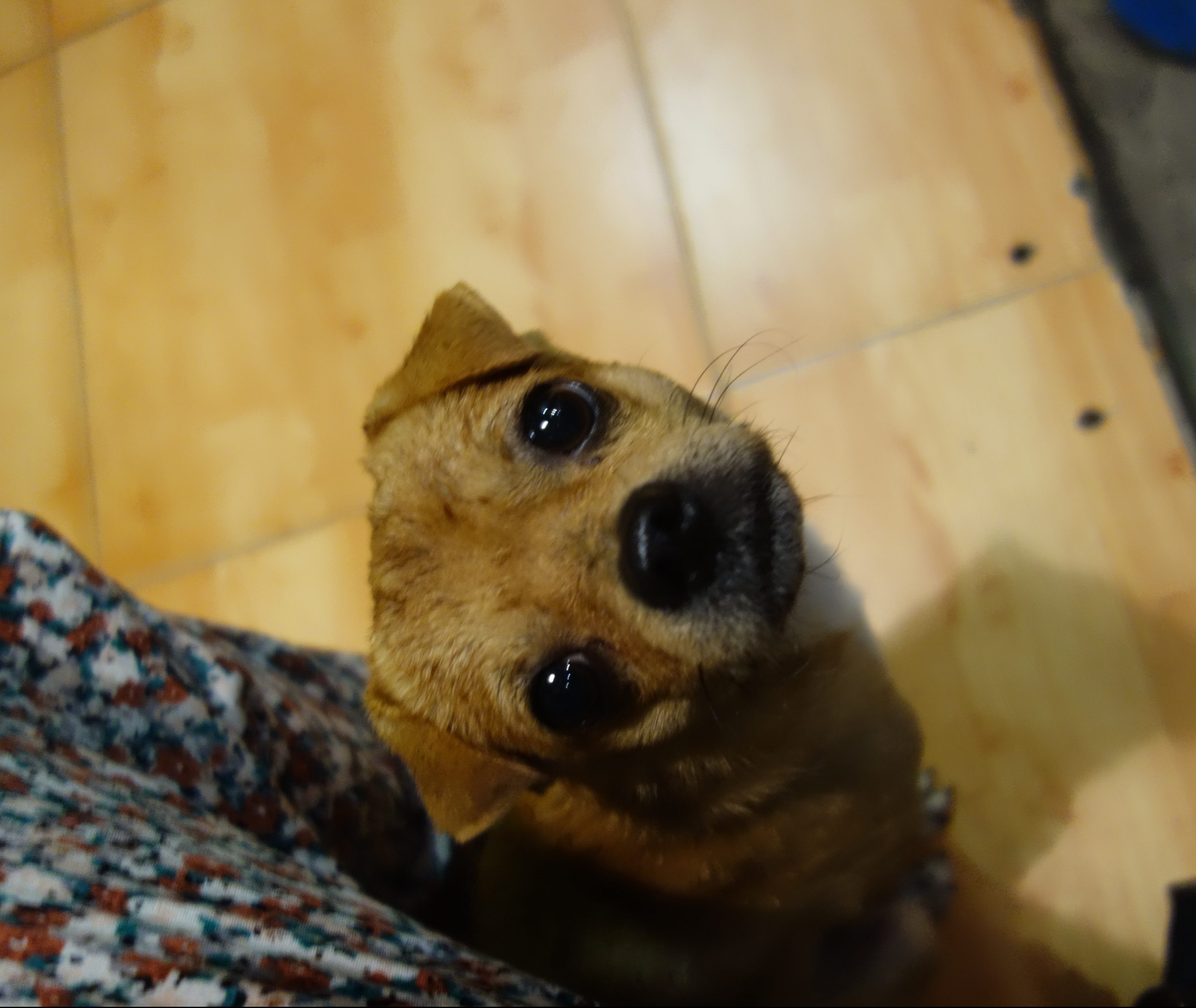 Bem le chien
