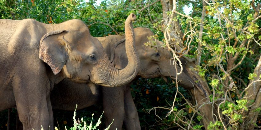 Udawalawe, safari dans un parc national !