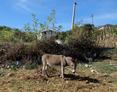 site de rencontre pour albanais